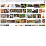 The foxes friends