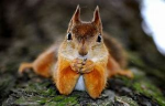 Squirl Community