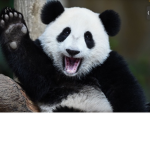 Unicorns and pandas fart rainbows