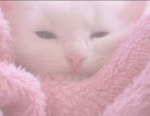 Kittens are so cute group