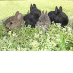The Bunny Sisters
