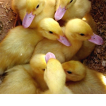 DucKKkKKKkKKKKkKKKKKkkYyY