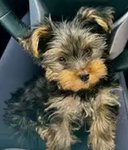 The Yorkies Squad