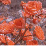 ɪ~ᴠɪɴᴛᴀɢᴇ~ɪ