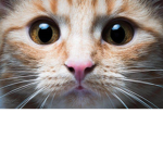 Super cat croup