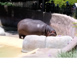 LOS ANGLES ZOO
