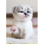 Cat frenzies