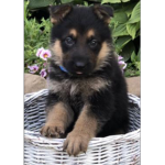 The Playful Puppies