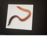 Worm rangers