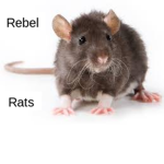The Rat Rebels