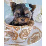 Difficulty dog is a dog puzzle here in this game o