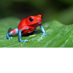 frog cult of frog
