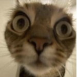 CAT LIKERS 11