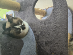 CharlieCo's Kitty Cafe