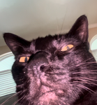 Inky's Roblox Group
