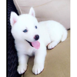 Love Dogos