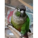The green cheeked conure group