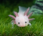 Da axolotls.