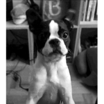 Boston terrier Fan Group!