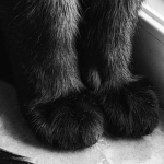 Jzmeow