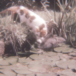 ~*~Summer Kats~*~