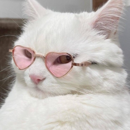 ⋆˚🐾˖°