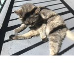 soft kittenzz