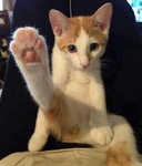 .Gatos <3