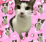 Azmocat