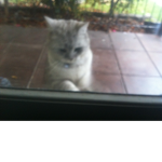 ~DizzyCats~