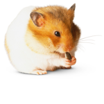 Hamsters R Us