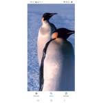 NOOT PINGU