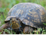 WE GOTTA SAVE TURTLES!