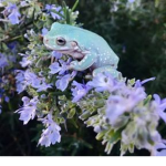 Froggy cult !