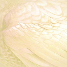 𝑠𝑤𝑒𝑒𝑡