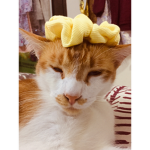 The Lexi's Sunflower