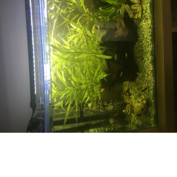 Fishy wishy city