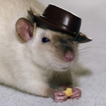 :) Rat (: