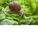 Save the Snails supporter group