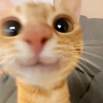 ~Pet Simulator X Fan club~