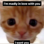 kawaiikitty.