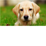 Dogs Are Cute Club