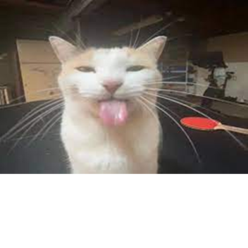 Cat?