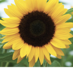 Sunflower group:)