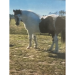 HORSES FOR LIFE11215
