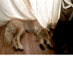Lainey1221 puppy