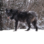 black wolf fans