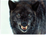 Wolf Clan!