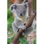 The Koala Roblox Fan Group