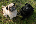 Pug gag
